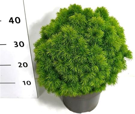 Picea Glauca Alberta Globe