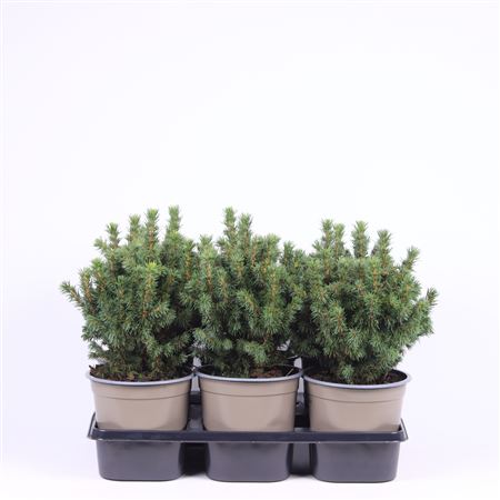 Picea Glauca Alberta Globe
