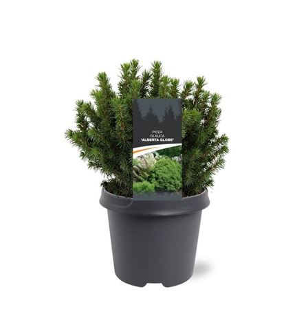 Picea Glauca Alberta Globe