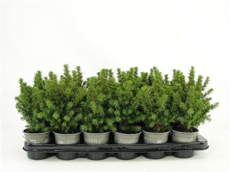 Picea Glauca Alberta Globe