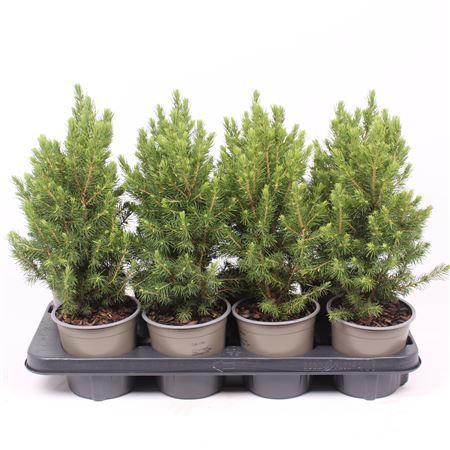 Picea Glauca Conica