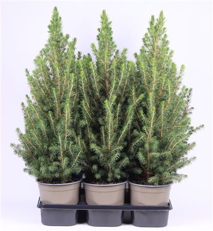 Picea Glauca Conica