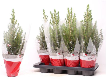 Picea Glauca 'conica' Rode Hoes