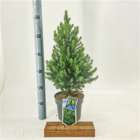 Picea Glauca Conica