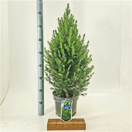 Picea Glauca Conica
