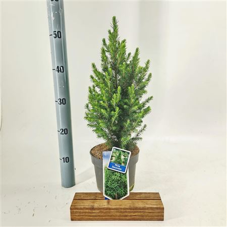 Picea Glauca Conica