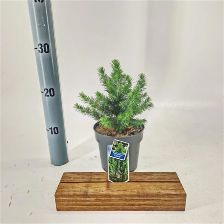 Picea Glauca Conica