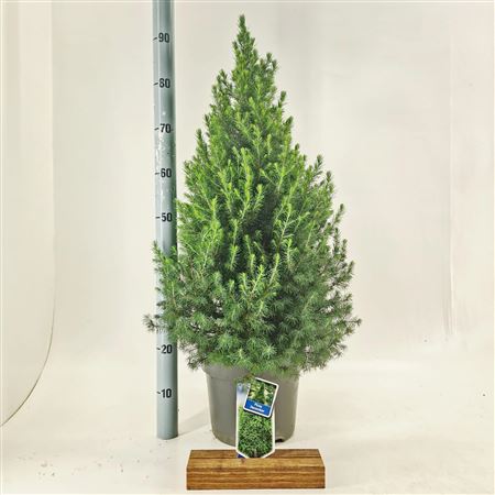 Picea Glauca Conica