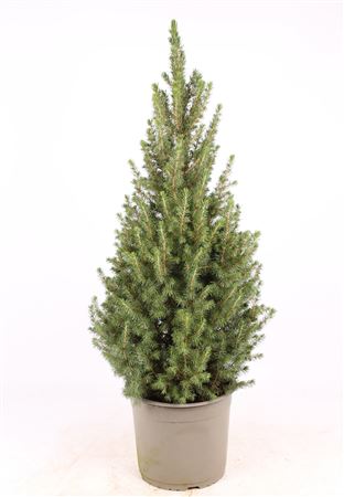 Picea Glauca Conica