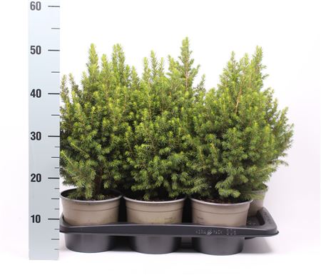 Picea Glauca Conica