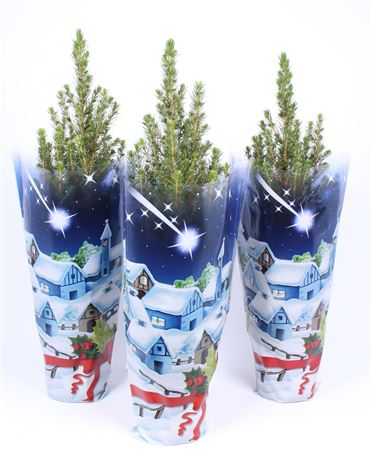 Picea Glauca Conica Blue Sleeve