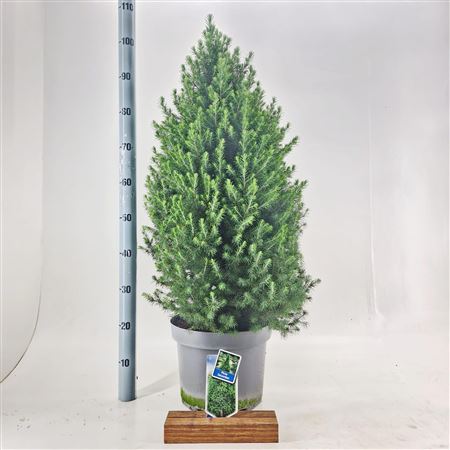 Picea Glauca Conica December