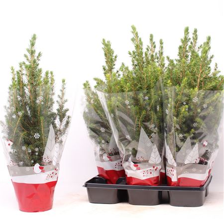 Picea Glauca Conica Red Sleeve