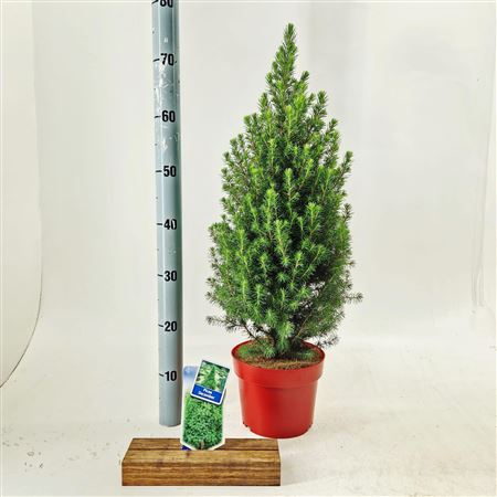 Picea Gl Conica December Red Container