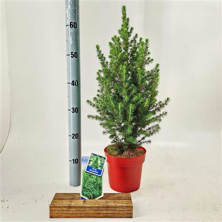 Picea Gl Conica December Red Container