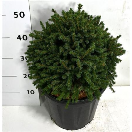 Picea Glauca Echiniformis