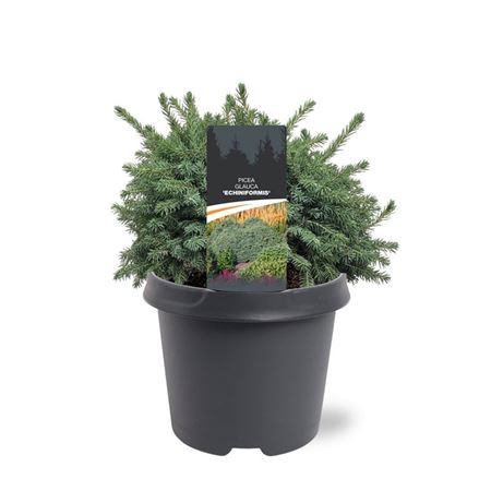 Picea Glauca Echiniformis