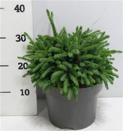 Picea Glauca Echiniformis