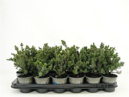 Picea Glauca Echiniformis