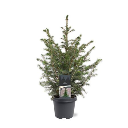 Picea Omorika