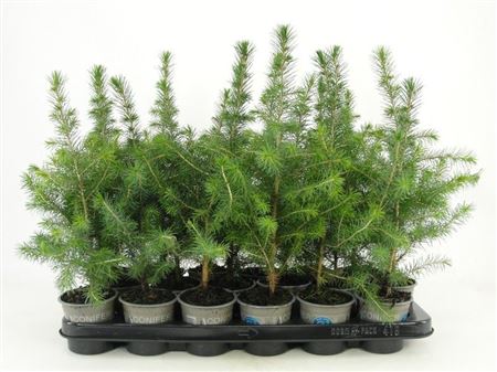 Picea Omorika