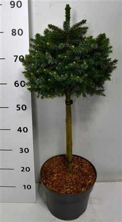 Picea Om Nana On Stem