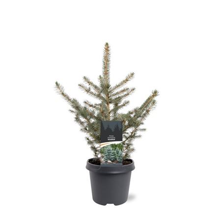 Picea Pungens Glauca