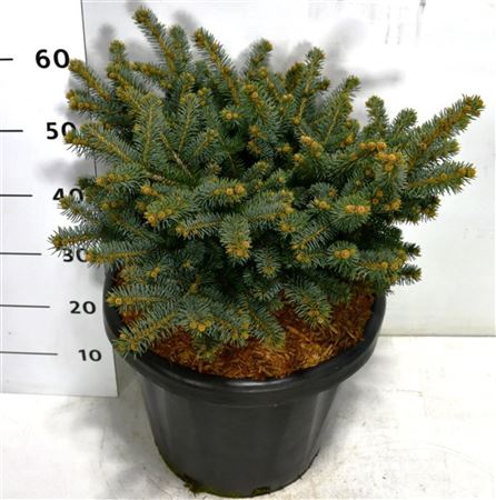 Picea Pung Glauca Globosa