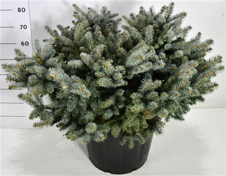 Picea Pung Glauca Globosa