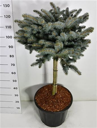 Picea Pung Glauca Globosa On Stem.