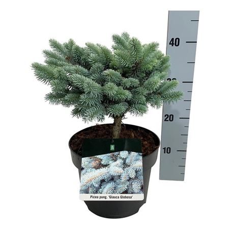 Picea Pung Glauca Globosa