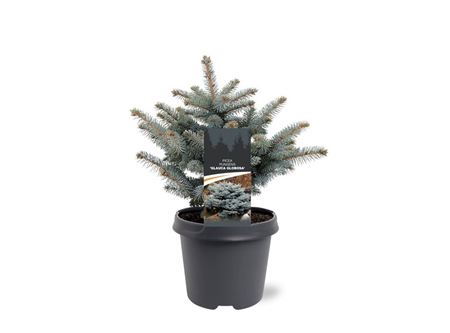 Picea Pung Glauca Globosa