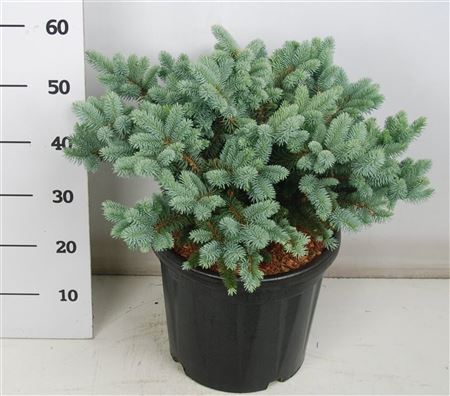 Picea Pung Glauca Globosa