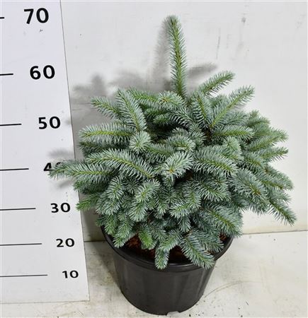 Picea Pung Glauca Globosa