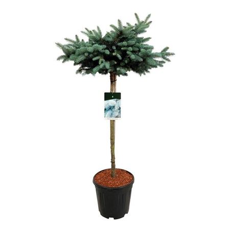 Picea Pung Glauca Globosa