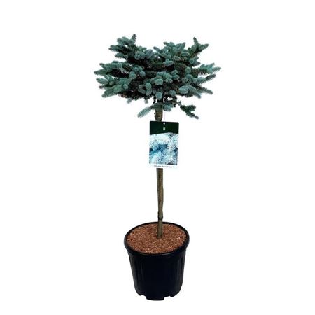 Picea Pung Glauca Globosa