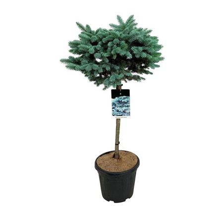 Picea Pung Glauca Globosa