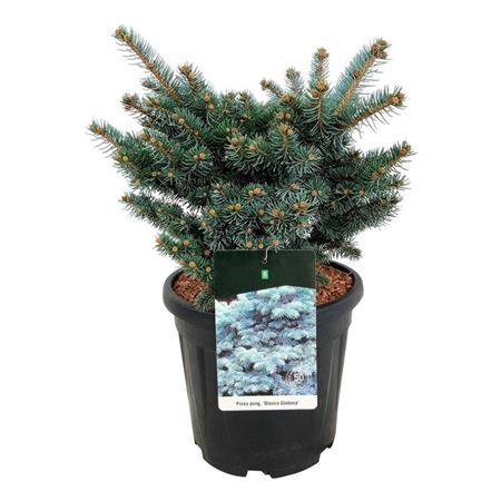 Picea Pung Glauca Globosa
