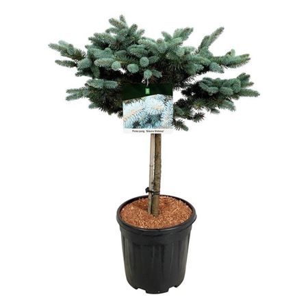 Picea Pung Glauca Globosa