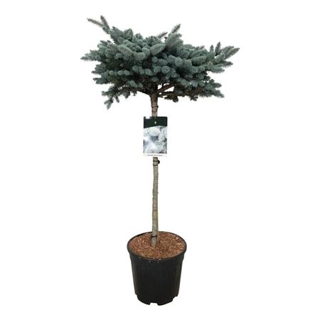 Picea Pung Glauca Globosa