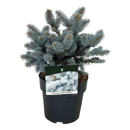 Picea Pung Glauca Globosa