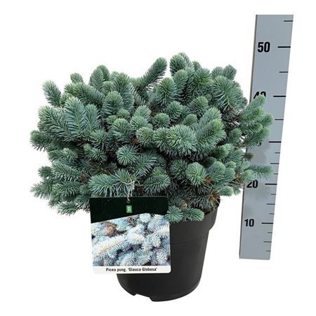 Picea Pung Glauca Globosa