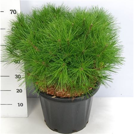 Pinus Dens Alice Verkade