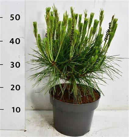 Pinus Dens Alice Verkade