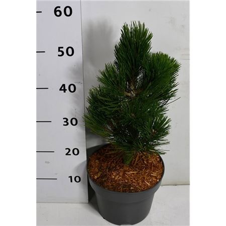 Pinus Heldreichii Compact Gem