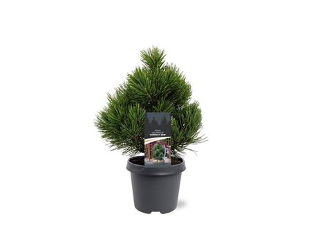 Pinus Held Compact Gem