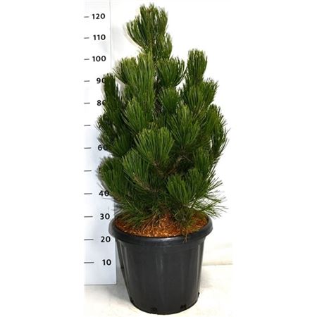 Pinus Heldreichii Satellit