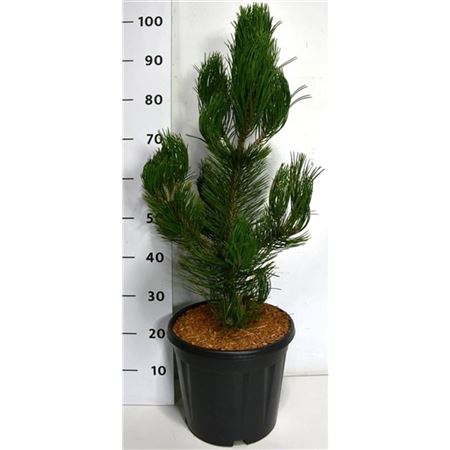 Pinus Heldreichii Satellit