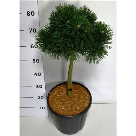 Pinus Mugo Green Pearl On Stem