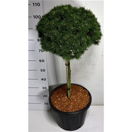 Pinus Mugo Austreim On Stem